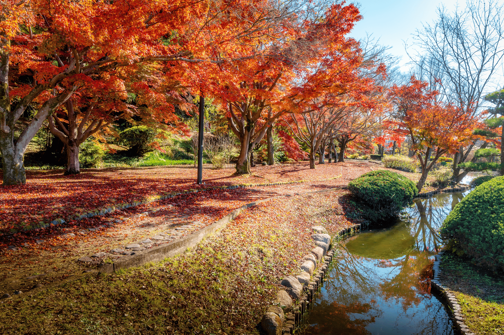 偕楽園の紅葉谷の写真