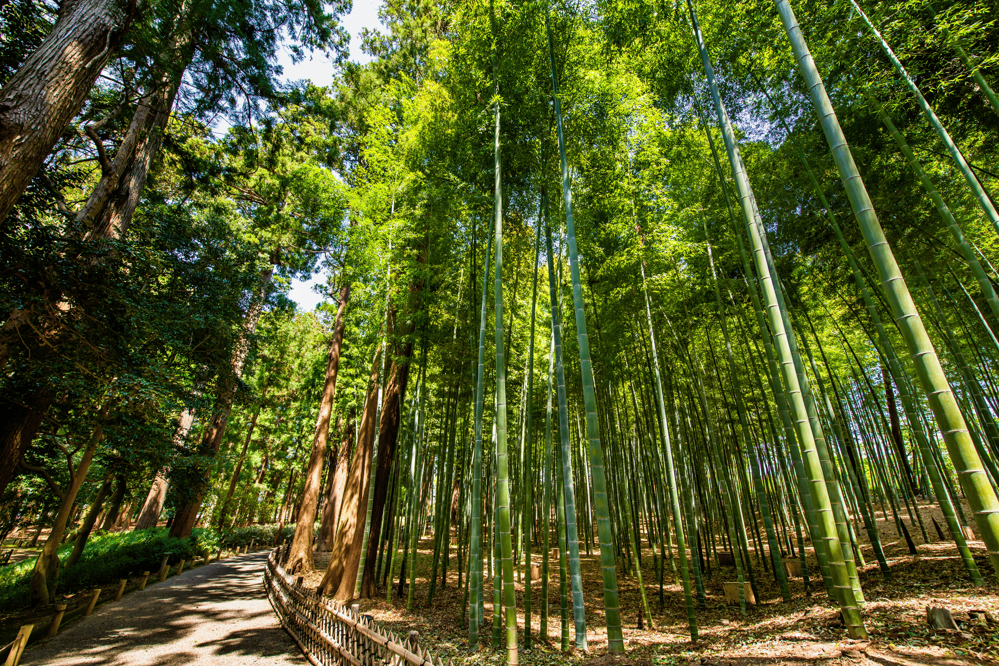 後楽園の竹林の道の写真